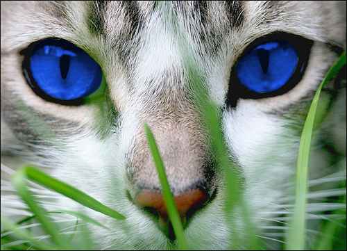 gato cor olhos alterada
