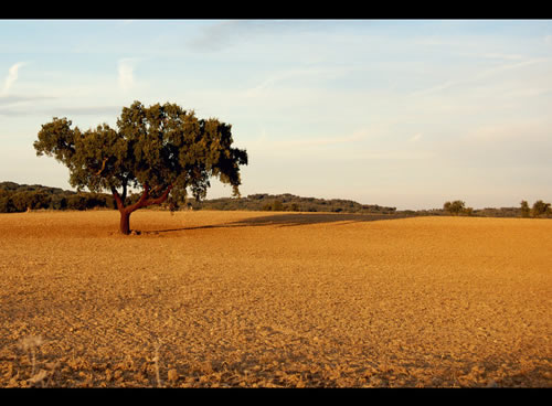 alentejo