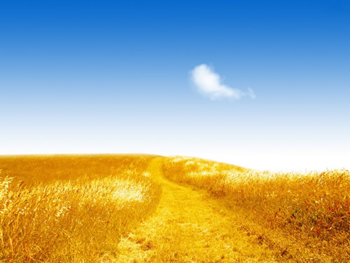 golden fields