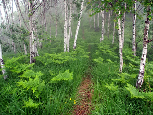 misty forest