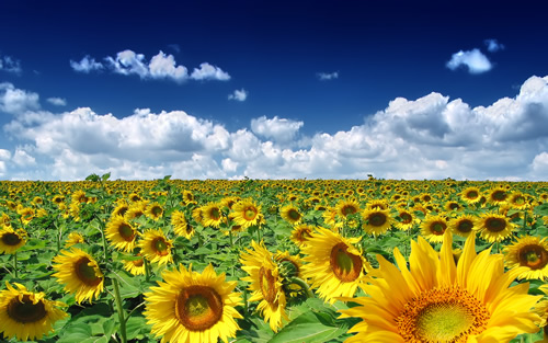 summer sunflowers