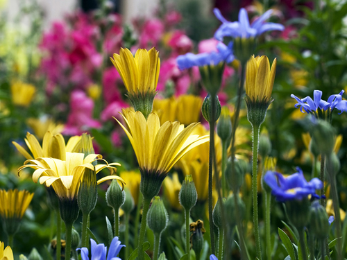 vail flowers