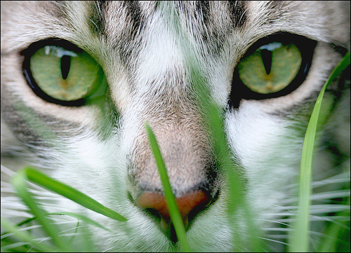 gato cor olhos original