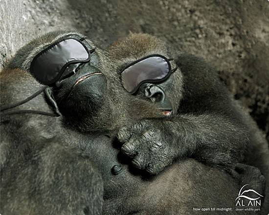sleeping gorillas